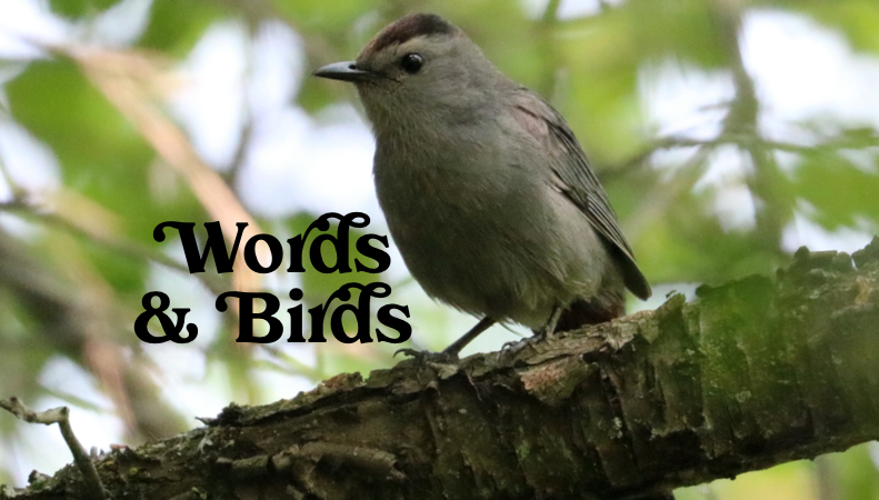 A great big bear and a letter from Oberon